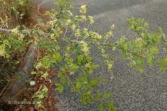 Securinega leucopyrus